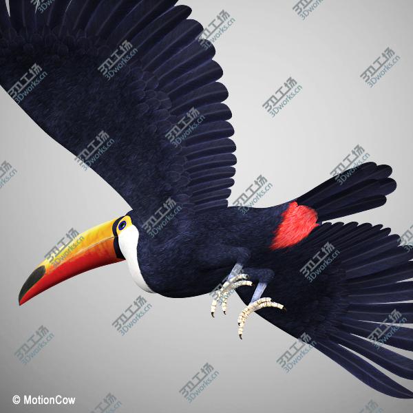 images/goods_img/202104023/Toucan A   Flying/5.jpg